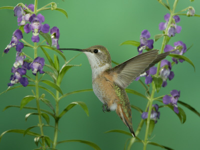 Rufous Hummingbird, Female Feeding On Purple Angelonia Paradise, Chiricahua Mountains, Arizona, Usa by Rolf Nussbaumer Pricing Limited Edition Print image