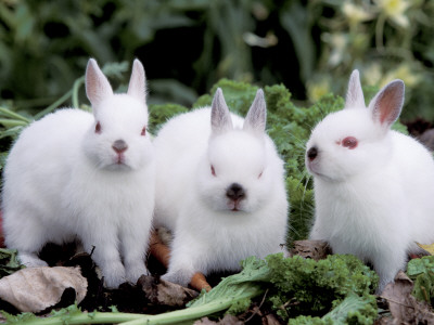 Domestic Rabbits, Netherlands Dwarf Breed, Small And White Variety by Lynn M. Stone Pricing Limited Edition Print image