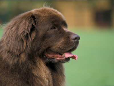 Brown Newfoundland Dog Portrait by Adriano Bacchella Pricing Limited Edition Print image