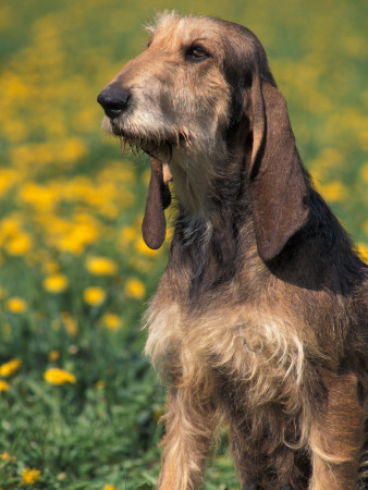 Coarse / Wire-Haired Segugio Italiano Hound Portrait by Adriano Bacchella Pricing Limited Edition Print image