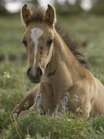 Mustang / Wild Horse Colt Foal Resting Portrait, Montana, Usa Pryor Mountains Hma by Carol Walker Pricing Limited Edition Print image