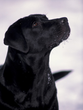 Black Labrador Retriever Looking Up by Adriano Bacchella Pricing Limited Edition Print image