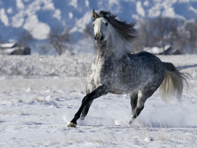 Grey Andalusian Stallion Cantering In Snow, Longmont, Colorado, Usa by Carol Walker Pricing Limited Edition Print image
