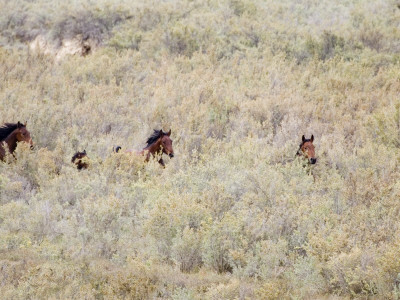 Bay Mares And Stallion Amongst Brush, Meeker, Colorado, Usa by Carol Walker Pricing Limited Edition Print image