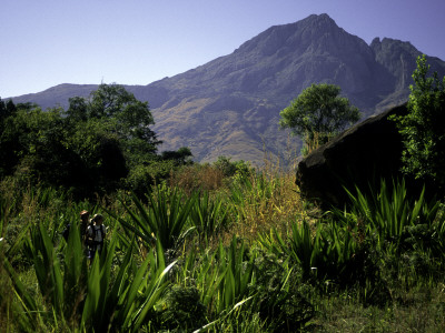 Hikers Walk Through Plants With Mountain In Background, Madagascar by Michael Brown Pricing Limited Edition Print image