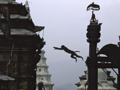 Ape Jumping, Nepal by Michael Brown Pricing Limited Edition Print image