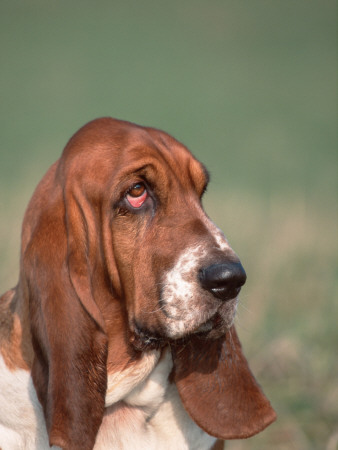 Head Portrait Of Basset Hound by Petra Wegner Pricing Limited Edition Print image