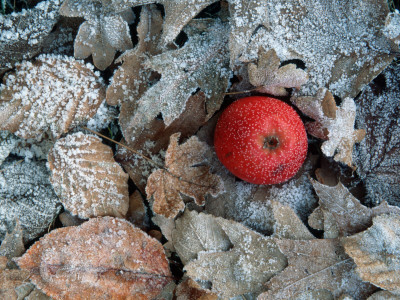 Apple, And Hoarfrost Covered Leaves In Winter by De Cuveland Pricing Limited Edition Print image