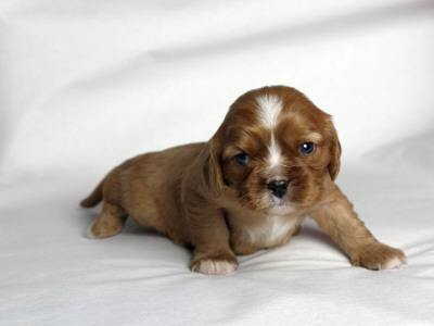 Very Young Cavalier King Charles Spaniel Puppy by Petra Wegner Pricing Limited Edition Print image