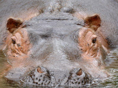 Hippopotamus Face Close-Up Surfacing From Water. Captive, Iucn Red List Of Vulnerable Species by Eric Baccega Pricing Limited Edition Print image
