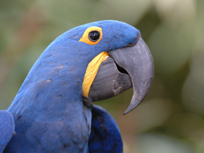Hyacinth Macaw, Iucn Red List Of Endangered Species by Eric Baccega Pricing Limited Edition Print image