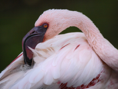 Lesser Flamingo Preening Feathers by Eric Baccega Pricing Limited Edition Print image