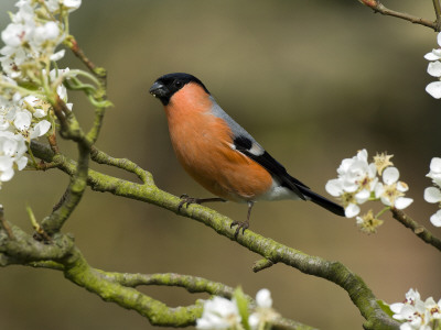 Male Bullfinch Feeding Amongst Blossom, Buckinghamshire, England by Andy Sands Pricing Limited Edition Print image