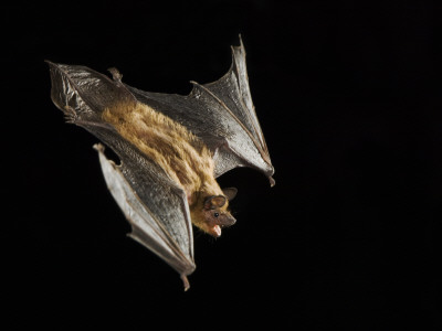 Evening Bat Flying At Night, Rio Grande Valley, Texas, Usa by Rolf Nussbaumer Pricing Limited Edition Print image