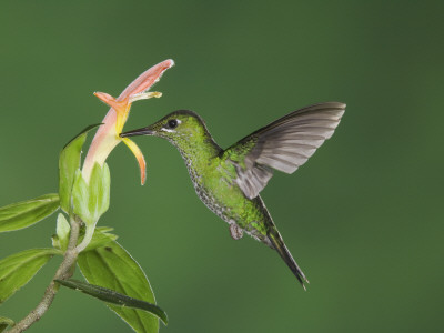 Green-Crowned Brilliant Female In Flight Feeding On Snakeface Flower, Central Valley, Costa Rica by Rolf Nussbaumer Pricing Limited Edition Print image
