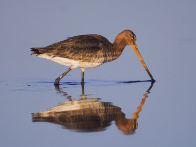 Black-Tailed Godwit Adult In Breeding Plumage, Feeding, Lake Neusiedl, Austria by Rolf Nussbaumer Pricing Limited Edition Print image
