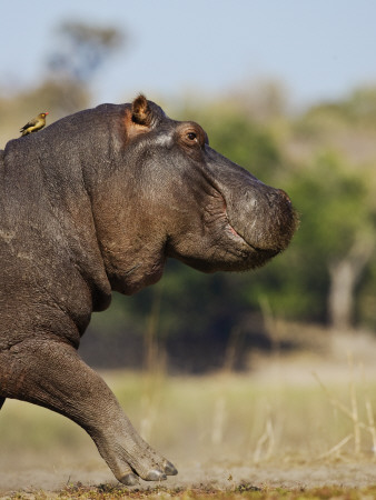 Hippopotamus Running With Oxpecker On Its Back, Chobe National Park, Botswana by Tony Heald Pricing Limited Edition Print image