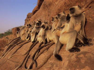 Hanuman Langur Group Sunning On Rock, Thar Desert, Rajasthan, India by Jean-Pierre Zwaenepoel Pricing Limited Edition Print image