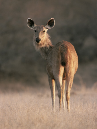 Indian Sambar Deer Ranthambore Np, Rajasthan, India by Jean-Pierre Zwaenepoel Pricing Limited Edition Print image