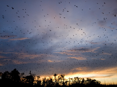 Straw-Coloured Fruit Bats Flying Over Daytime Roost, Kasanka National Park, Zambia, Africa by Mark Carwardine Pricing Limited Edition Print image