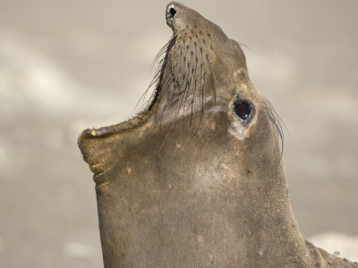 Northern Elephant Seal Mouth Open, West San Benitos Island, Baja California, Mexico by Mark Carwardine Pricing Limited Edition Print image