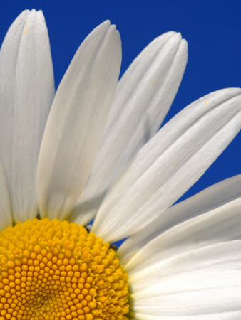 Marguerite Oxeye Daisy, Devon, Uk by Ross Hoddinott Pricing Limited Edition Print image