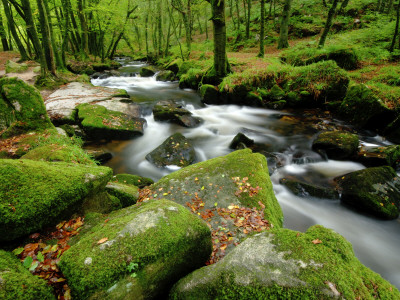 Golitha Falls, Bodmin, Cornwall, Uk by Ross Hoddinott Pricing Limited Edition Print image