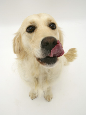 Golden Retriever Bitch Licking Her Nose by Jane Burton Pricing Limited Edition Print image