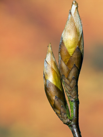 European Beech Buds, Belgium by Philippe Clement Pricing Limited Edition Print image