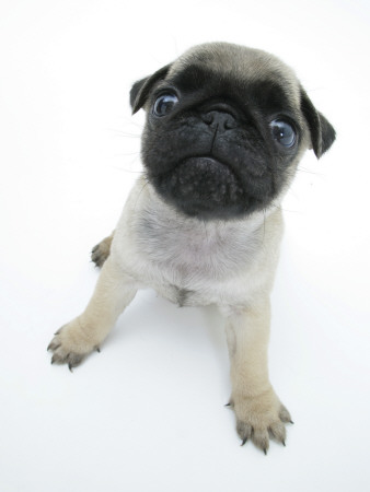 Fawn Pug Pup Sitting, Looking Up by Jane Burton Pricing Limited Edition Print image