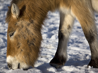 Przewalski's Horse Eating Snow In Kalamaili National Park, Xinjiang Province, China, February 2007 by George Chan Pricing Limited Edition Print image