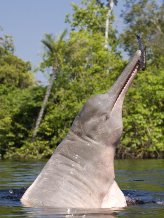 Amazon Pink River Dolphin Boto Breaching, Rio Negro, Amazon by Mark Carwardine Pricing Limited Edition Print image
