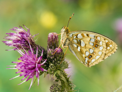 High Brown Fritillary Butterfly On Thistle, Uk by Andy Sands Pricing Limited Edition Print image