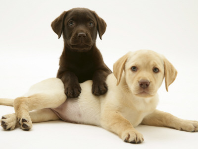 Chocolate Retriever Puppy Lying Over A Yellow Retriever Puppy by Jane Burton Pricing Limited Edition Print image