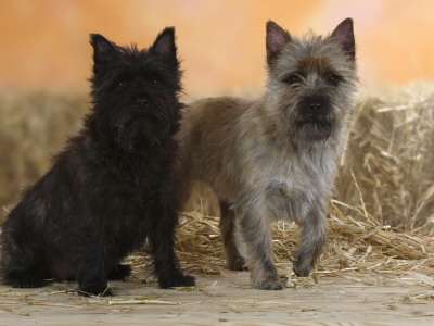 Two Cairn Terriers Of Different Coat Colours by Petra Wegner Pricing Limited Edition Print image