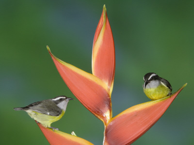Bananaquit Two Adults On Heliconia Plant, Costa Rica by Rolf Nussbaumer Pricing Limited Edition Print image