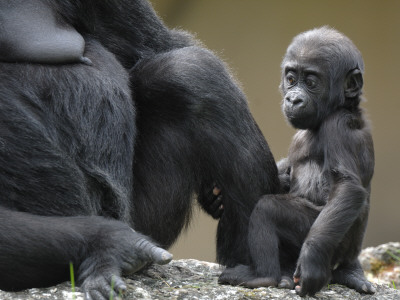 Western Lowland Gorilla Female Baby Holding Mother's Leg. Captive, France by Eric Baccega Pricing Limited Edition Print image