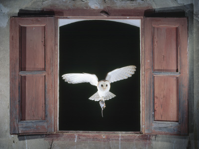 Barn Owl Flying Into Building Through Window Carrying Mouse Prey, Girona, Spain by Inaki Relanzon Pricing Limited Edition Print image