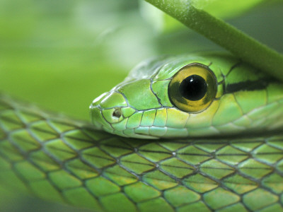 Close Up Of Satiny Parrot Snake, Costa Rica by Edwin Giesbers Pricing Limited Edition Print image