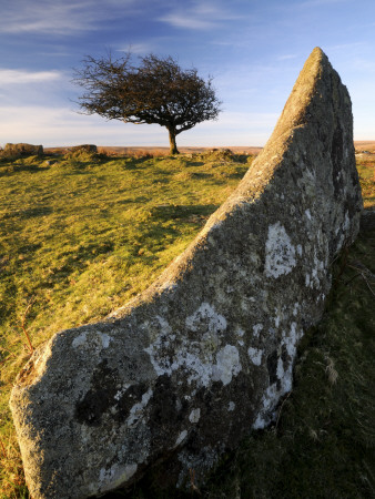 Windswept Tree With Rock In Foreground, Combestone Tor, Dartmoor, Devon, Uk by Ross Hoddinott Pricing Limited Edition Print image