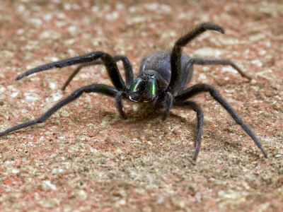 Tube Web Spider Defensive Posture Showing Large Metalic Green Fangs, London, England by Andy Sands Pricing Limited Edition Print image