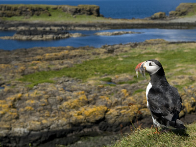 Puffin With Beak Full Of Sand Eels, Isle Of Lunga, Treshnish Isles, Inner Hebrides, Scotland, Uk by Andy Sands Pricing Limited Edition Print image