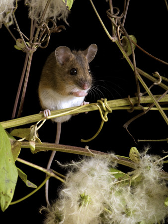 Wood Mouse Among Seeds Of Wild Clematis, Uk by Andy Sands Pricing Limited Edition Print image