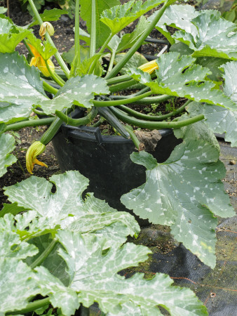 Courgettes Growing In Containers In A Summer Garden, Variety 'Tuscany', Uk by Gary Smith Pricing Limited Edition Print image