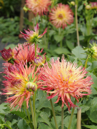 Dahlia Flowers, Mish Mash Variety Flowering In Summer, Uk by Gary Smith Pricing Limited Edition Print image
