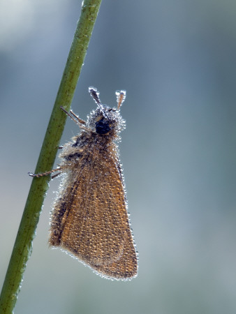 Small Skipper Covered In Dew, Hertfordshire, England, Uk by Andy Sands Pricing Limited Edition Print image