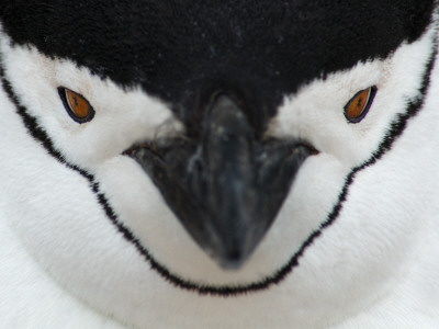Chinstrap Penguin Face Portrait, Antarctica by Edwin Giesbers Pricing Limited Edition Print image
