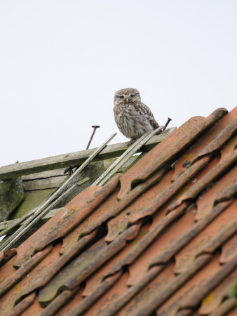 Little Owl Perched On Derelict Barn Roof In Daylight, Norfolk, Uk by Gary Smith Pricing Limited Edition Print image