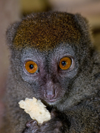 Eastern Grey Bamboo Lemur Morondava, North-Eastern Madagascar, Iucn Vulnerable Species by Mark Carwardine Pricing Limited Edition Print image