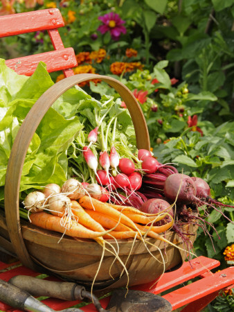 Freshly Harvested Carrots, Beetroot And Radishes In A Rustic Trug In A Summer Garden, England, July by Gary Smith Pricing Limited Edition Print image